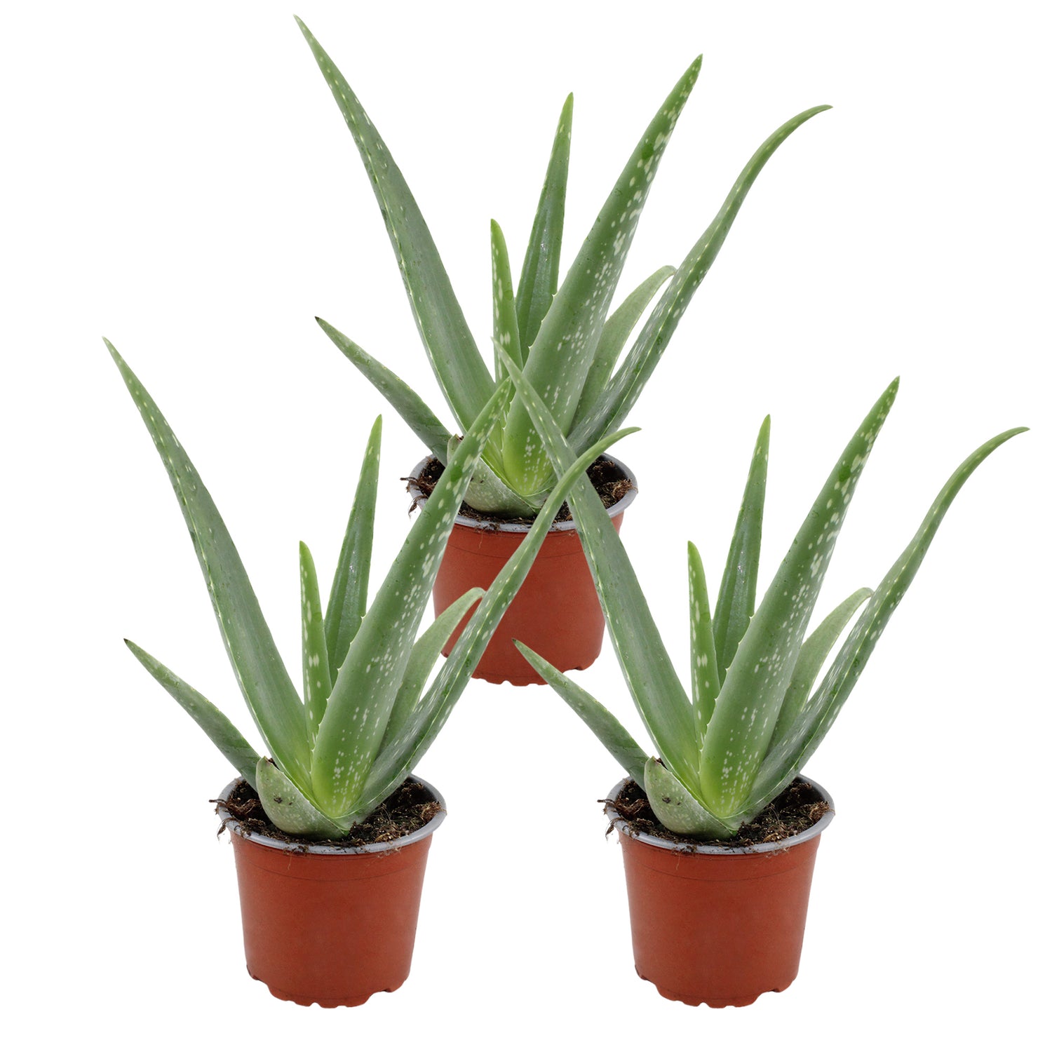 Aloe Vera - Set van 3