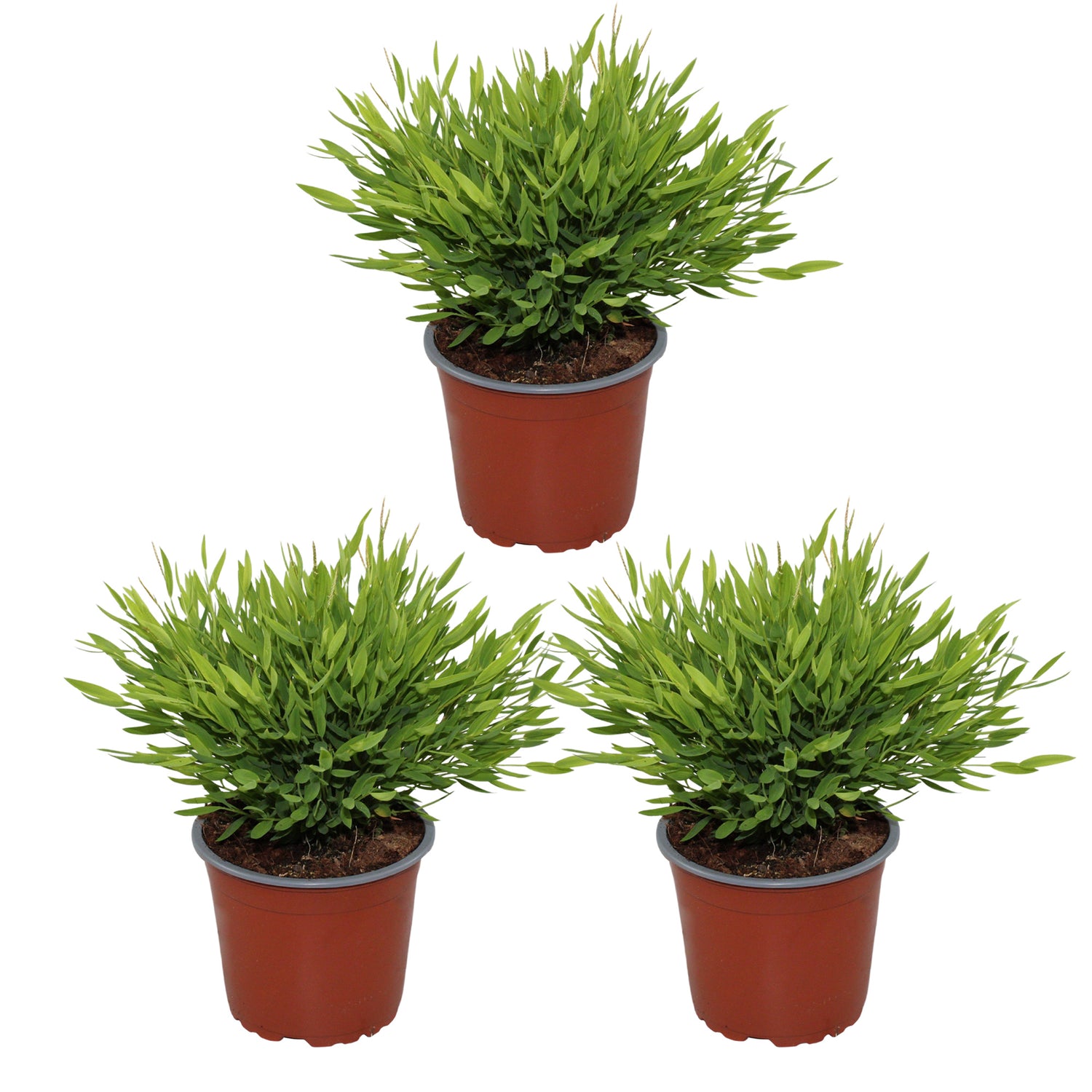 Bamusa Pogonatherum Monica - Kamerbamboe - Set van 3