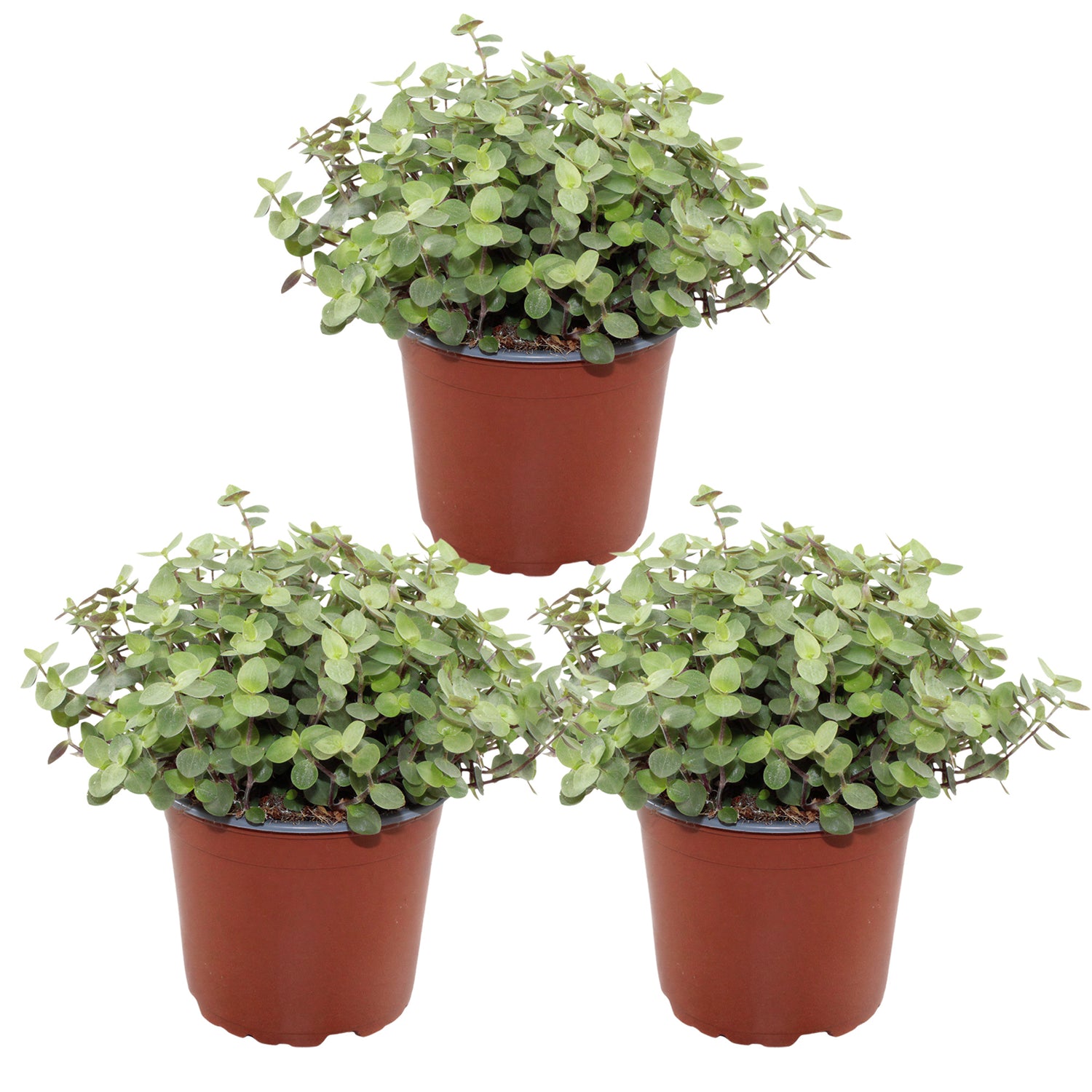 Callisia Repens - Schildpadplant - Set van 3