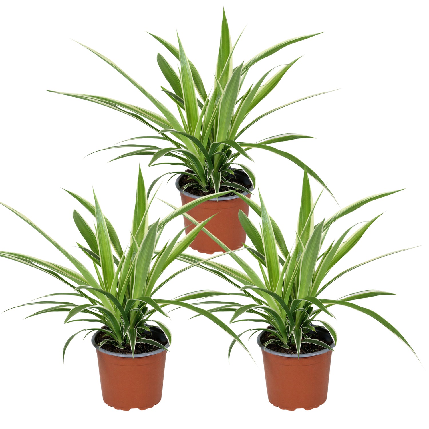 Chlorophytum Irish - Graslelie - Set van 3