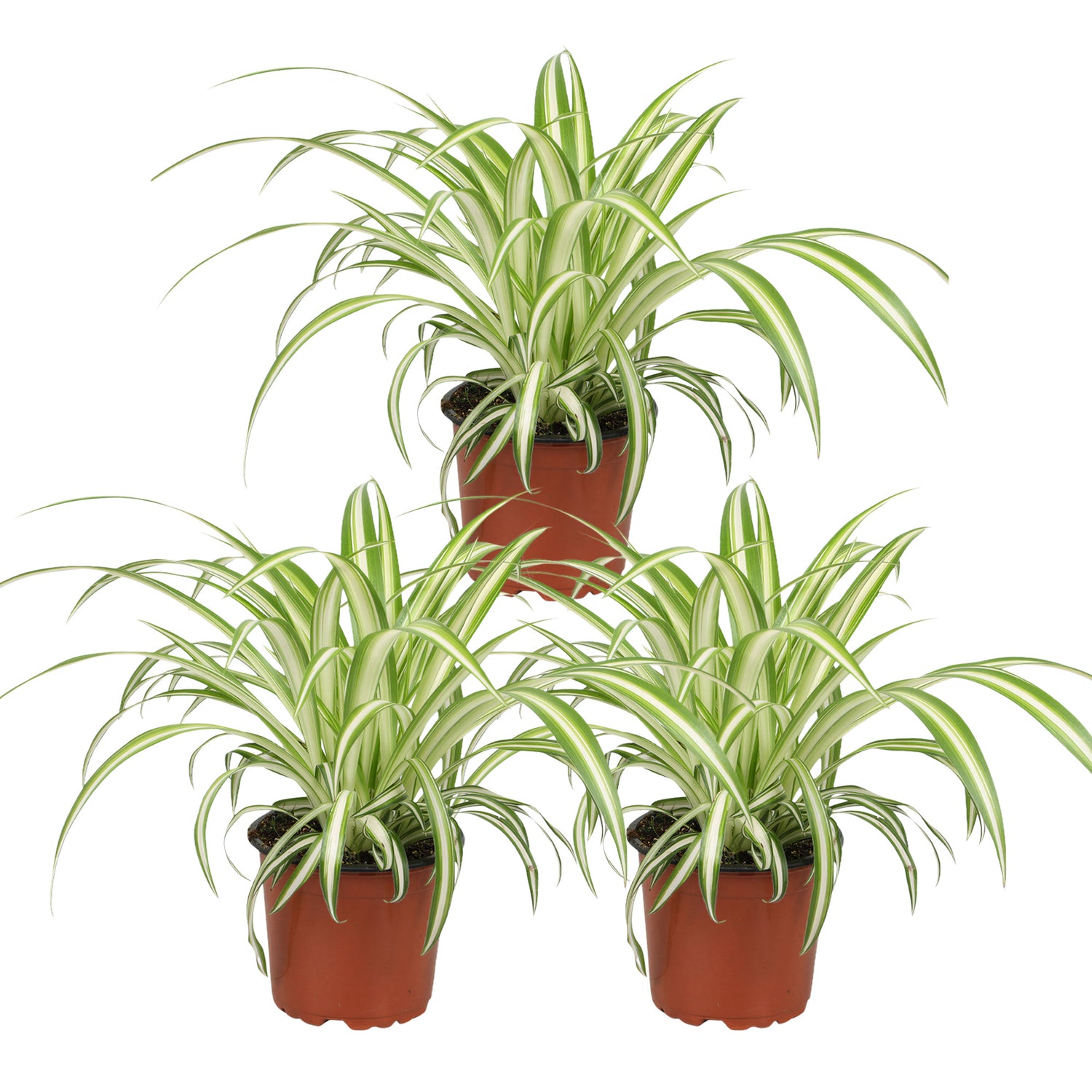 Chlorophytum Variegatum - Graslelie - Set van 3