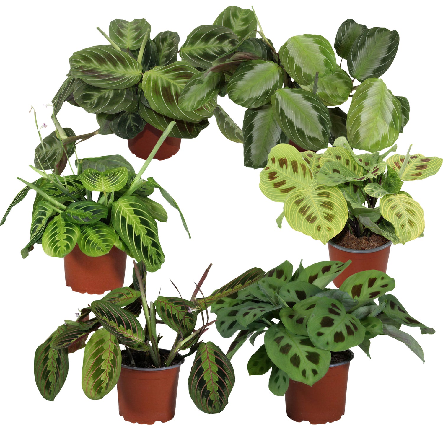 Maranta Gebedsplanten Set XL