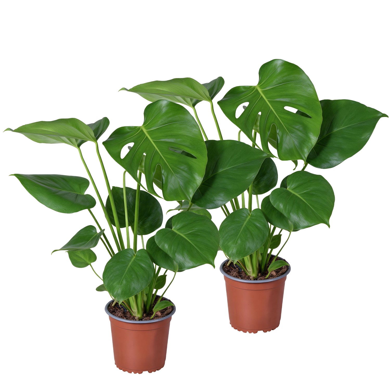 Monstera Deliciosa – Gatenplant