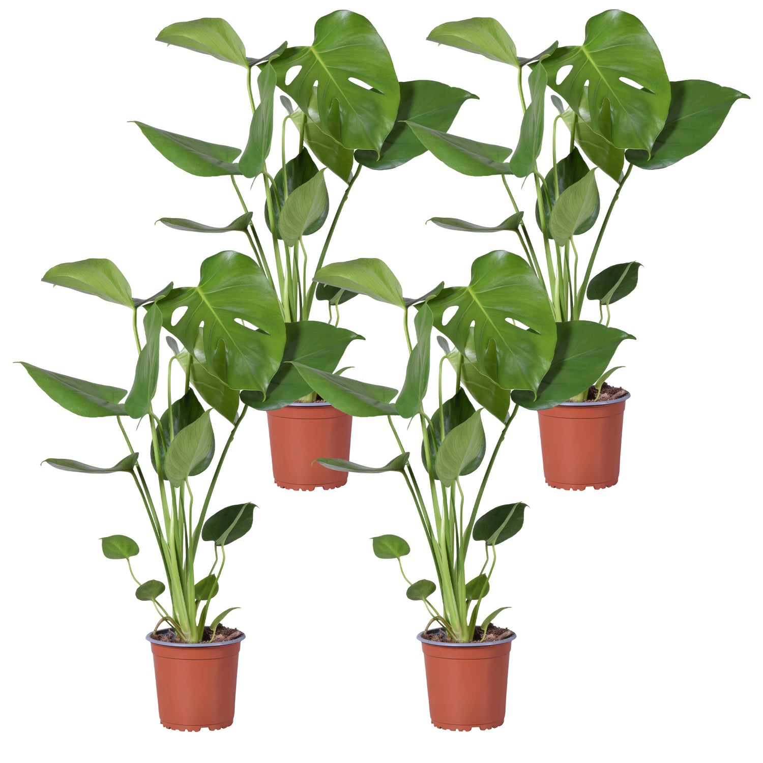 Monstera Deliciosa – Gatenplant