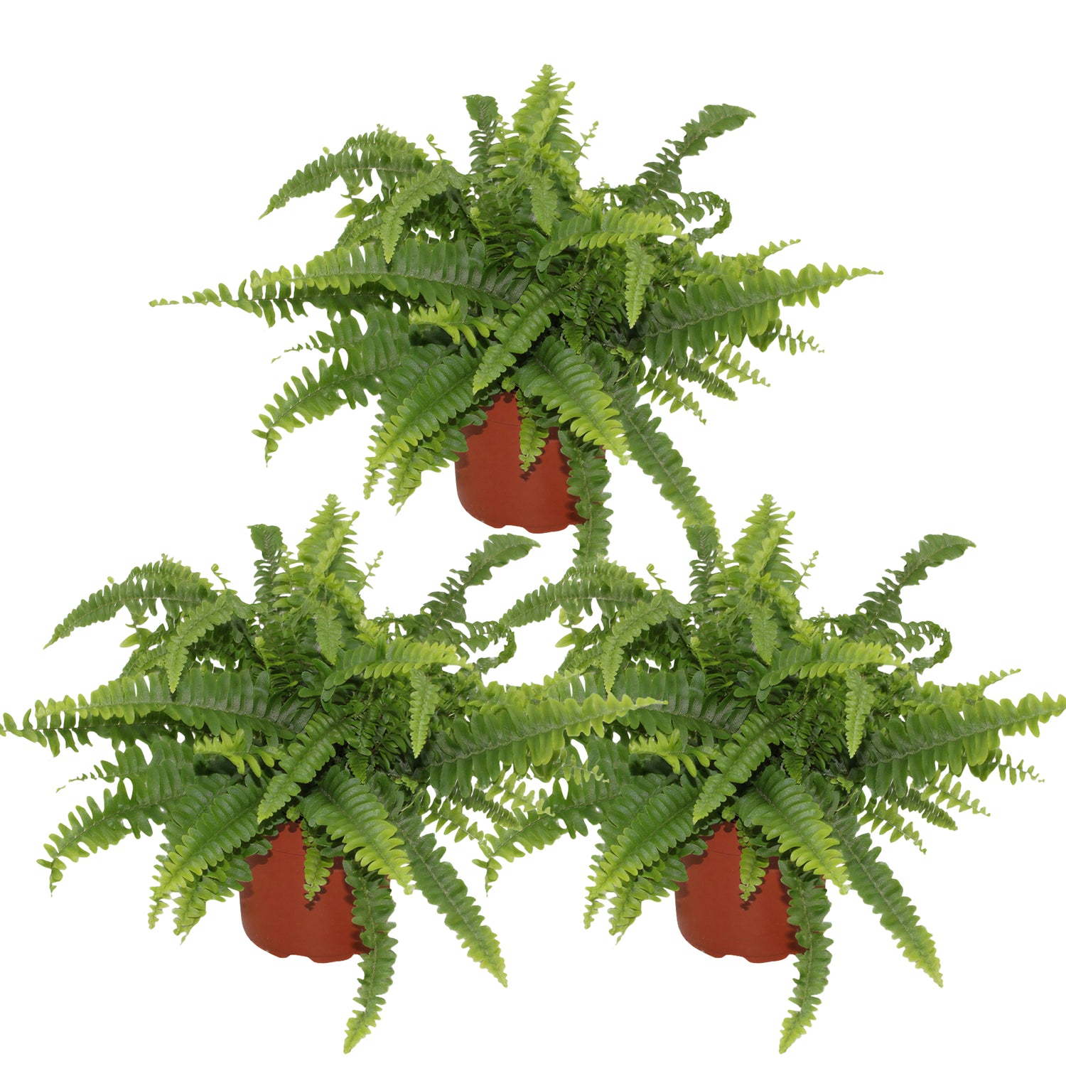 Nephrolepis Green Lady - Krulvaren - Set van 3