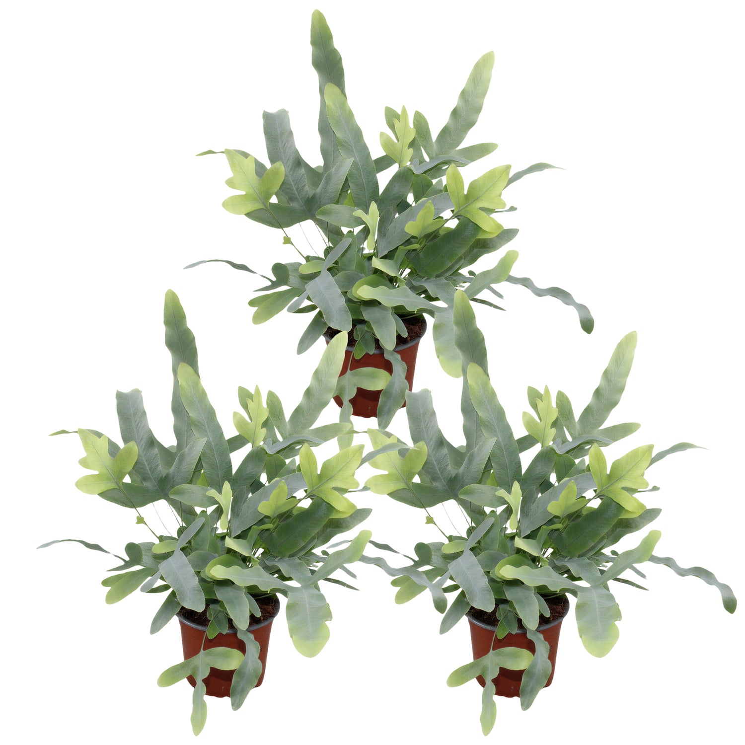 Phlebodium Blue Star - Blauwvaren - Set van 3