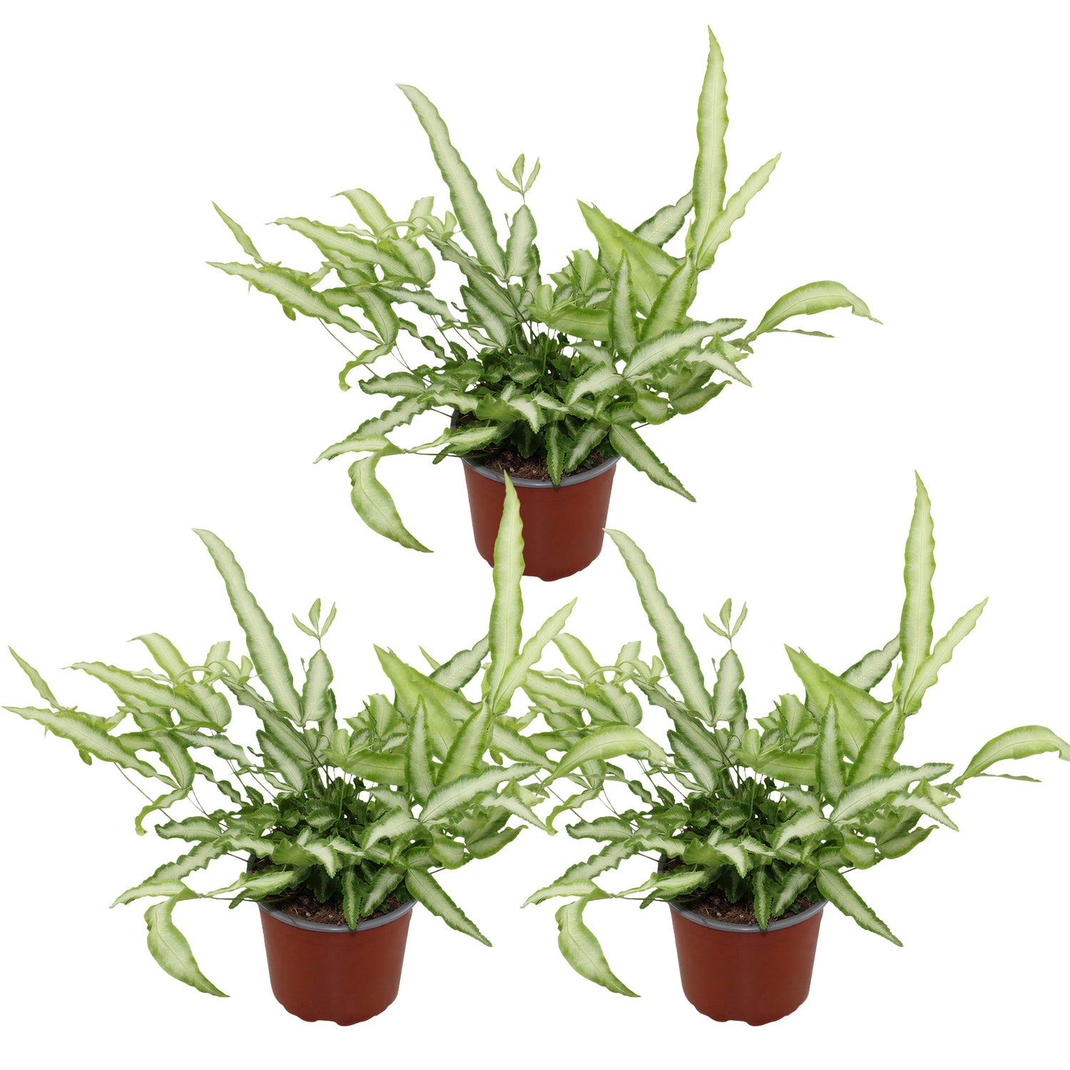 Pteris Cretica Albolineata - Varen - Set van 3