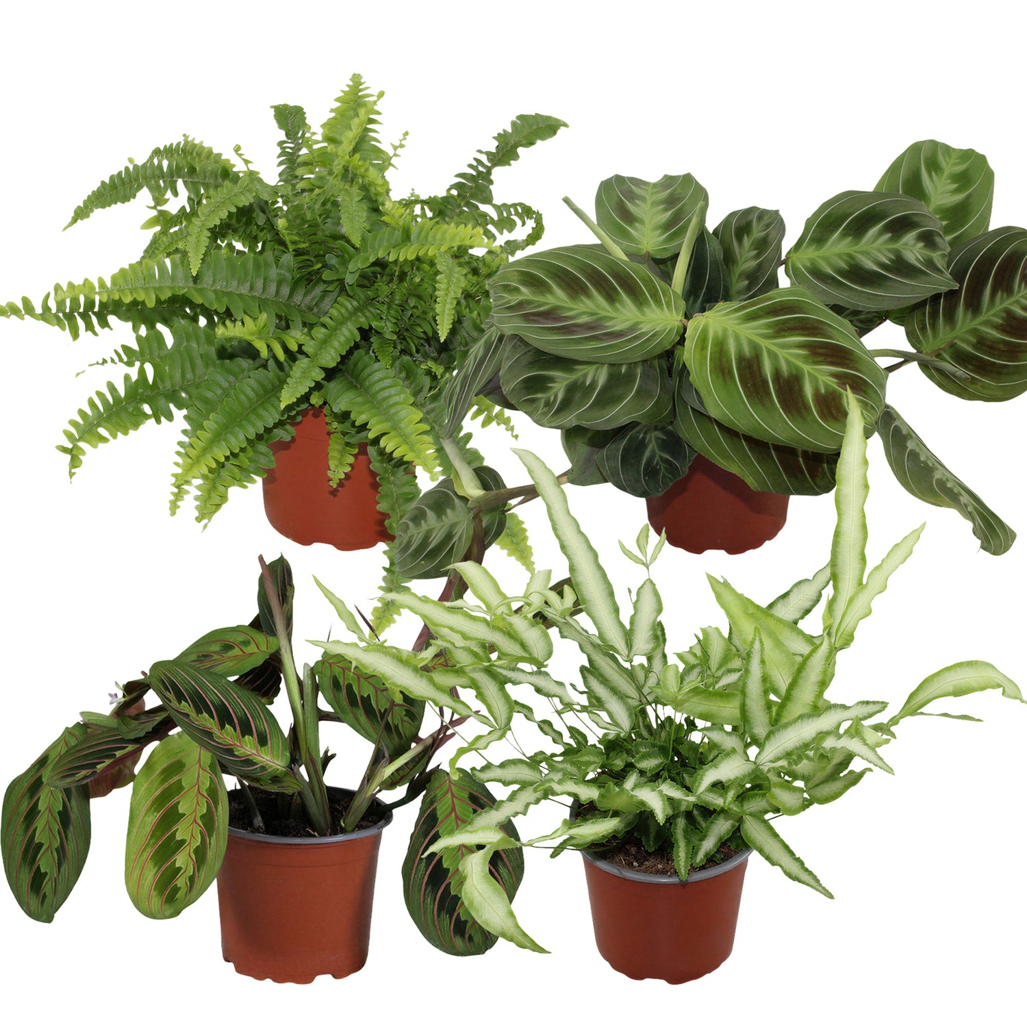 Schaduwplanten Set